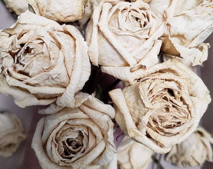 White Roses, Dried Large Flowers - Etsy