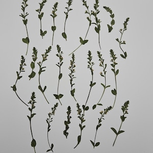 Pressed Spring Greenery, 25 Pieces