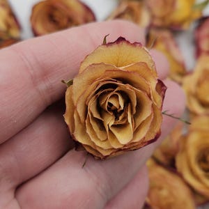 Preserved Spray Roses, 8 Pieces immagine 7