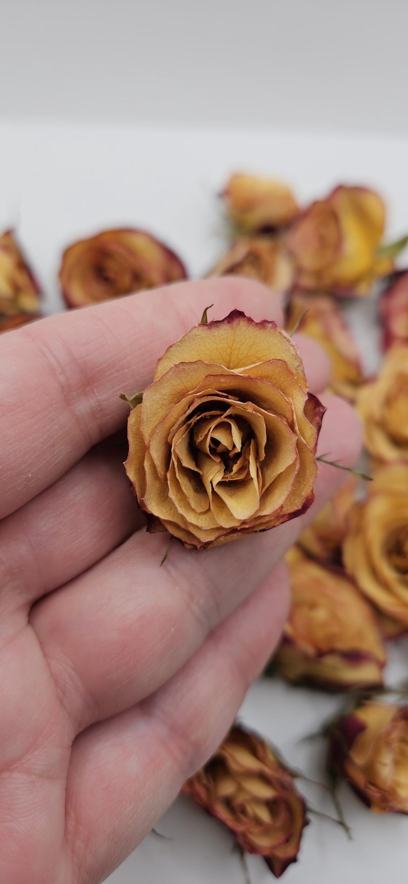 Preserved Spray Roses, 8 Pieces immagine 7