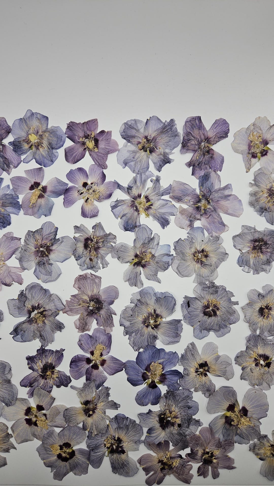 Pressed Rose of Sharon Flowers, Flat Hibiscus, 10 Pieces - Etsy
