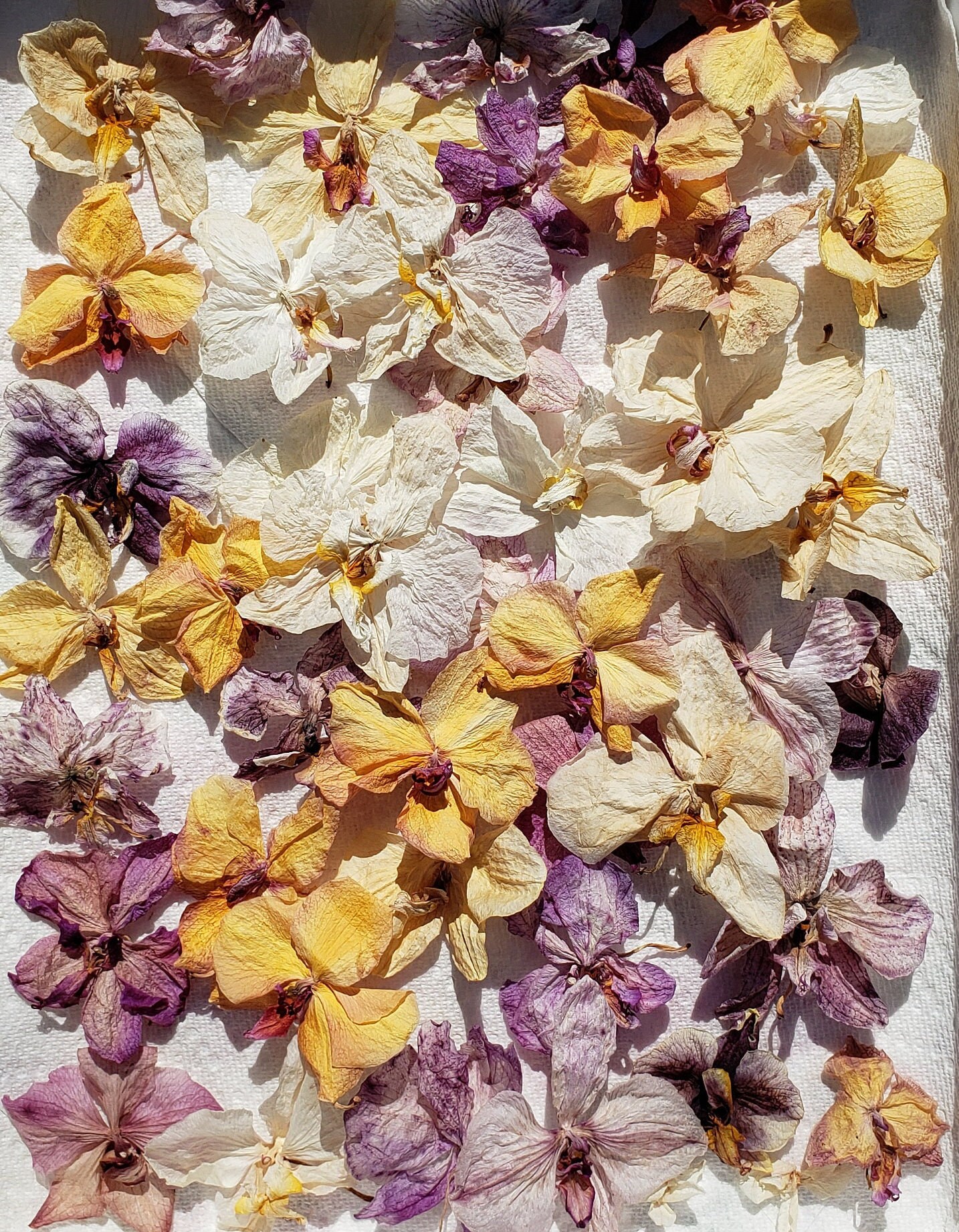 Fully Open Air Dried Orchid Flowers for Crafts Jewelry Etsy