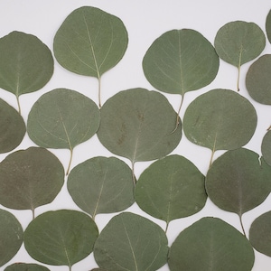 May include: A collection of dried, round eucalyptus leaves arranged in a grid-like pattern. Each leaf features a muted sage green color with visible veins and a thin, light-colored stem extending from the base of the circular foliage.