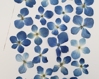 Pressed Blue Hydrangea Flowers, Resin Supply, for Jewelry, 30 pieces