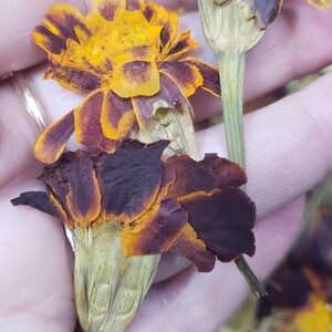 May include: Dried marigold flowers with orange and brown petals. The flowers are dried and have a natural, rustic look.