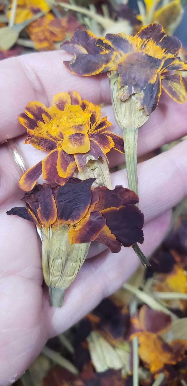 May include: Dried marigold flowers with orange and brown petals. The flowers are dried and have a natural, rustic look.