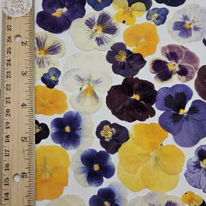 Pressed Dried Pansy Set, Pressed Flowers, 30 pcs image 5