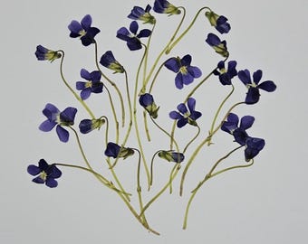 Pressed Wild Violet, 25 Pieces