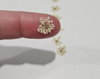 Pressed Queen Anne's Lace Flower, 40 Tiny Pieces
