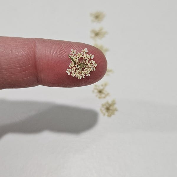 Pressed Queen Anne's Lace Flower, 40 Tiny Pieces