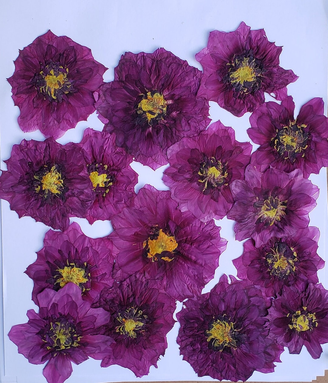 Pressed Dahlia Flowers Flat Dry Flower Large Purple Flowers Etsy
