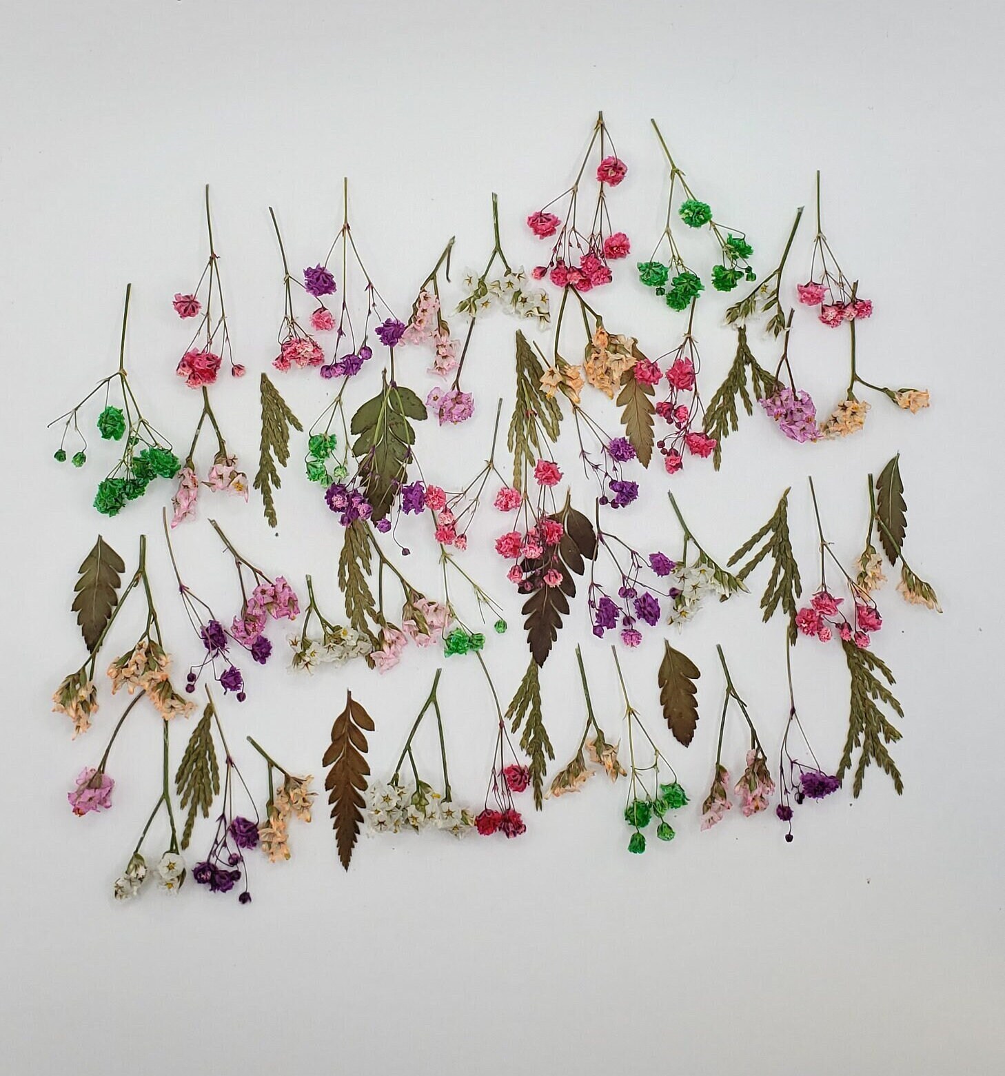 Dried Daisies Poster - Dried flowers 