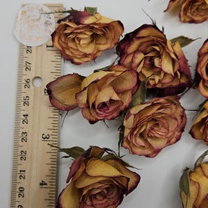 Preserved Spray Roses, 8 Pieces immagine 5