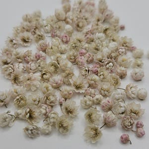 Mini Dry Flowers for Mini Crafts, Tiny Little Flowers, 100 Pieces