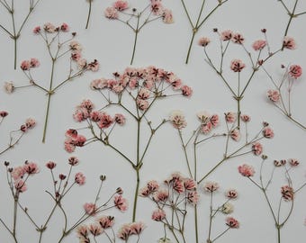 Pressed Pink Light Red Baby's Breath for Wedding Invitations, Floral crafts, Resin, Pink Pressed Flower