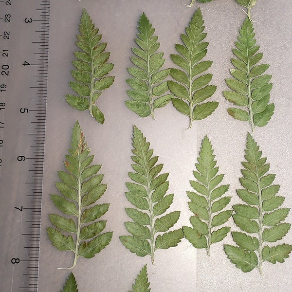 Pressed Dried Fern, Greenery for Card and Wedding Invitations, Resin, Jewelry Making, Coasters, Pressed Leaves