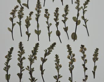 Vegetación primaveral prensada, 20 piezas