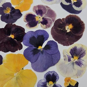 Pressed Dried Pansy Set, Pressed Flowers, 30 pcs image 4