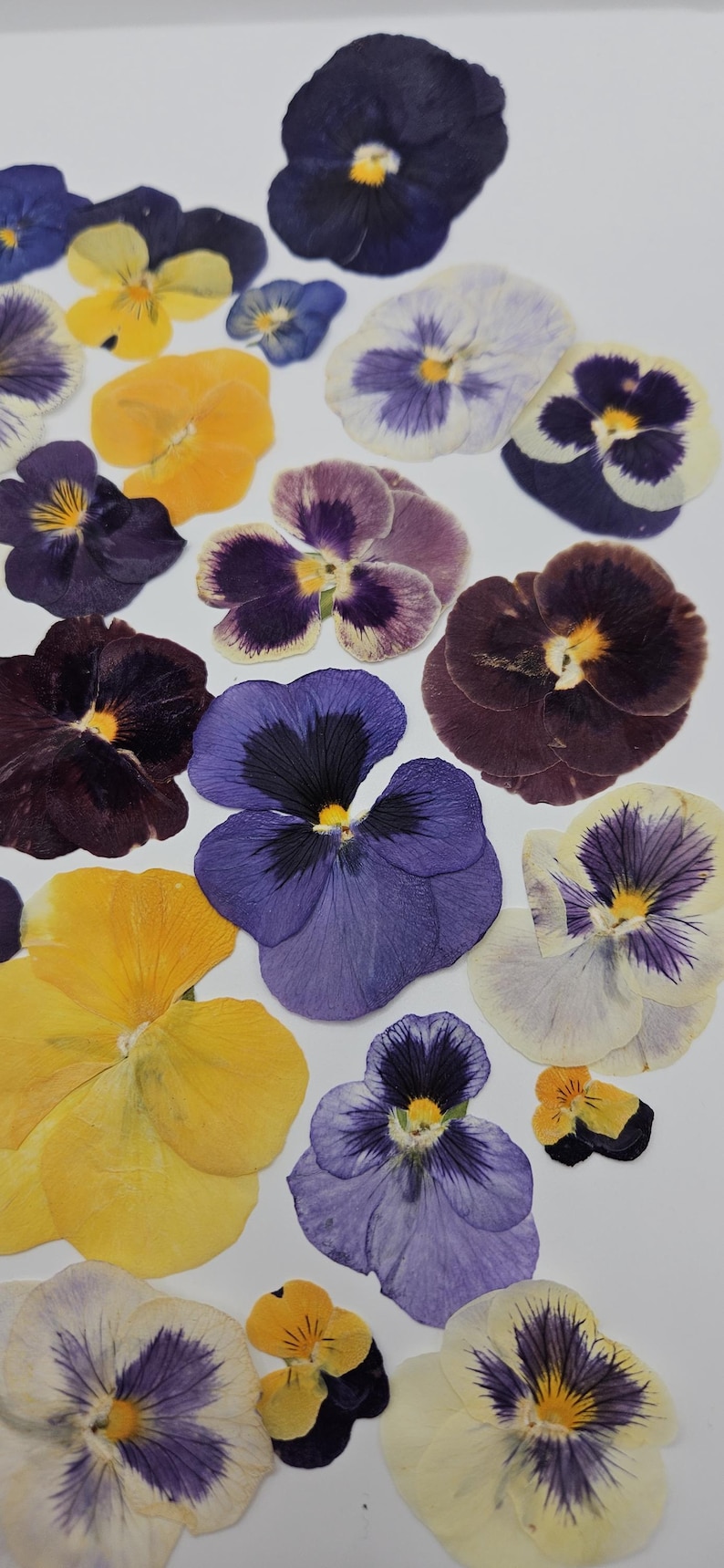 Pressed Dried Pansy Set, Pressed Flowers, 30 pcs image 4