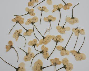 Flores de primavera prensadas, 30 piezas