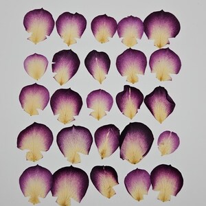 May include: A collection of twenty-four pressed flower petals arranged in a grid. Each petal features a gradient color transition from a deep purple at the rounded top edge to a pale cream or off-white color at the pointed base with visible veins.