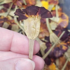 May include: A dried marigold flower with a deep burgundy color and a light brown stem. The flower is held in a hand against a background of other dried marigold flowers.