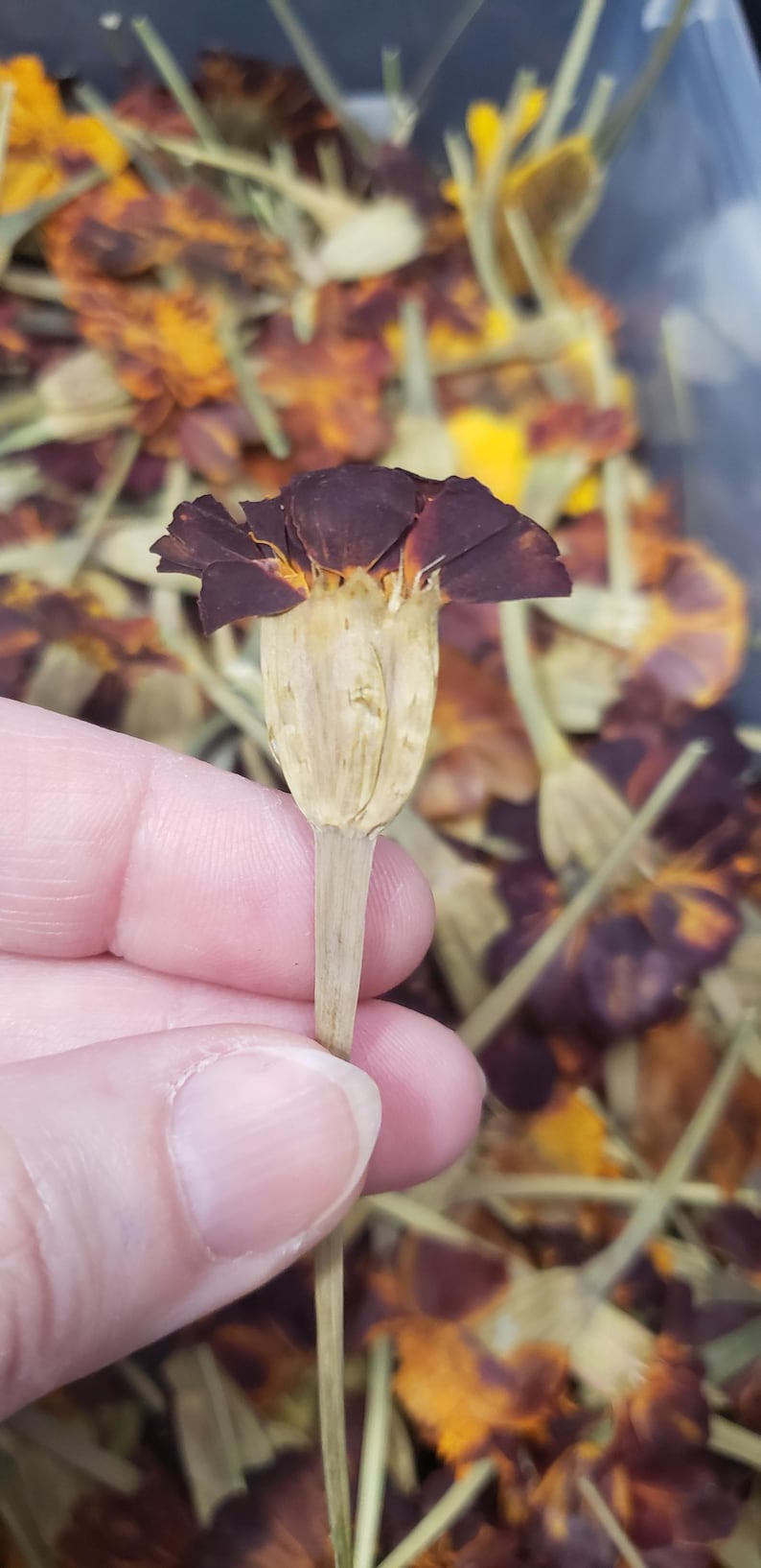 May include: A dried marigold flower with a deep burgundy color and a light brown stem. The flower is held in a hand against a background of other dried marigold flowers.