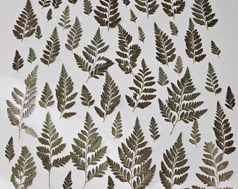 Peut inclure: Une collection de nombreuses frondes de fougère pressées de différentes tailles et nuances de vert et de brun, disposées de manière éparse. Chaque feuille présente des détails plumeux complexes et une texture séchée.