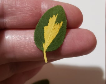 30 unique leaves, pressed dried greenery, pressed leaves for crafts, jewelry, card, decor, wall art, invitation, jewelry making, resin art