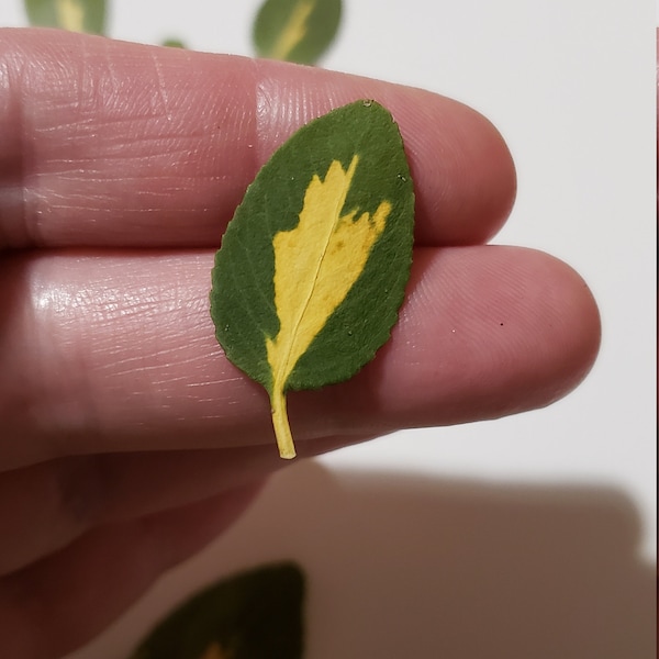 30 unique leaves, pressed dried greenery, pressed leaves for crafts, jewelry, card, decor, wall art, invitation, jewelry making, resin art