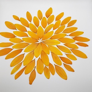 May include: A symmetrical arrangement of dried yellow sunflower petals, forming a circular pattern on a white background.