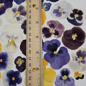 Pressed Dried Pansy Set, Pressed Flowers, 30 pcs image 6
