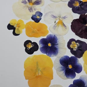Pressed Dried Pansy Set, Pressed Flowers, 30 pcs image 2