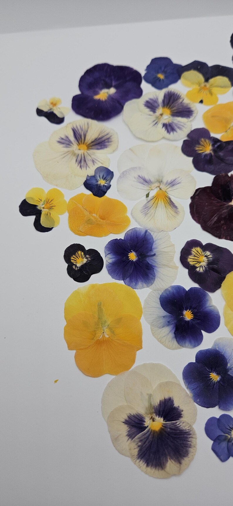 Pressed Dried Pansy Set, Pressed Flowers, 30 pcs image 2