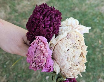 Air Dried Peonies, 5 Pieces