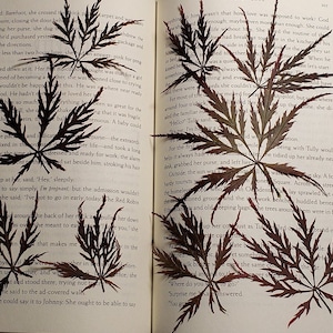 Pressed Japanese Maple Leaves, 30 Pieces