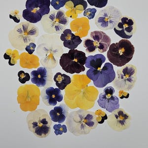 Pressed Dried Pansy Set, Pressed Flowers, 30 pcs image 1