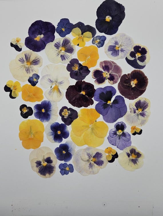 Pressed Dried Pansy Set, Pressed Flowers, 30 pcs