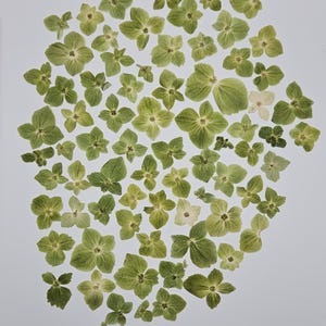 May include: A collection of dried green hydrangea flowers and leaves, arranged on a white background. The flowers vary in size and shade, from light green to darker tones, with some white blooms interspersed. The image showcases a natural, botanical theme.