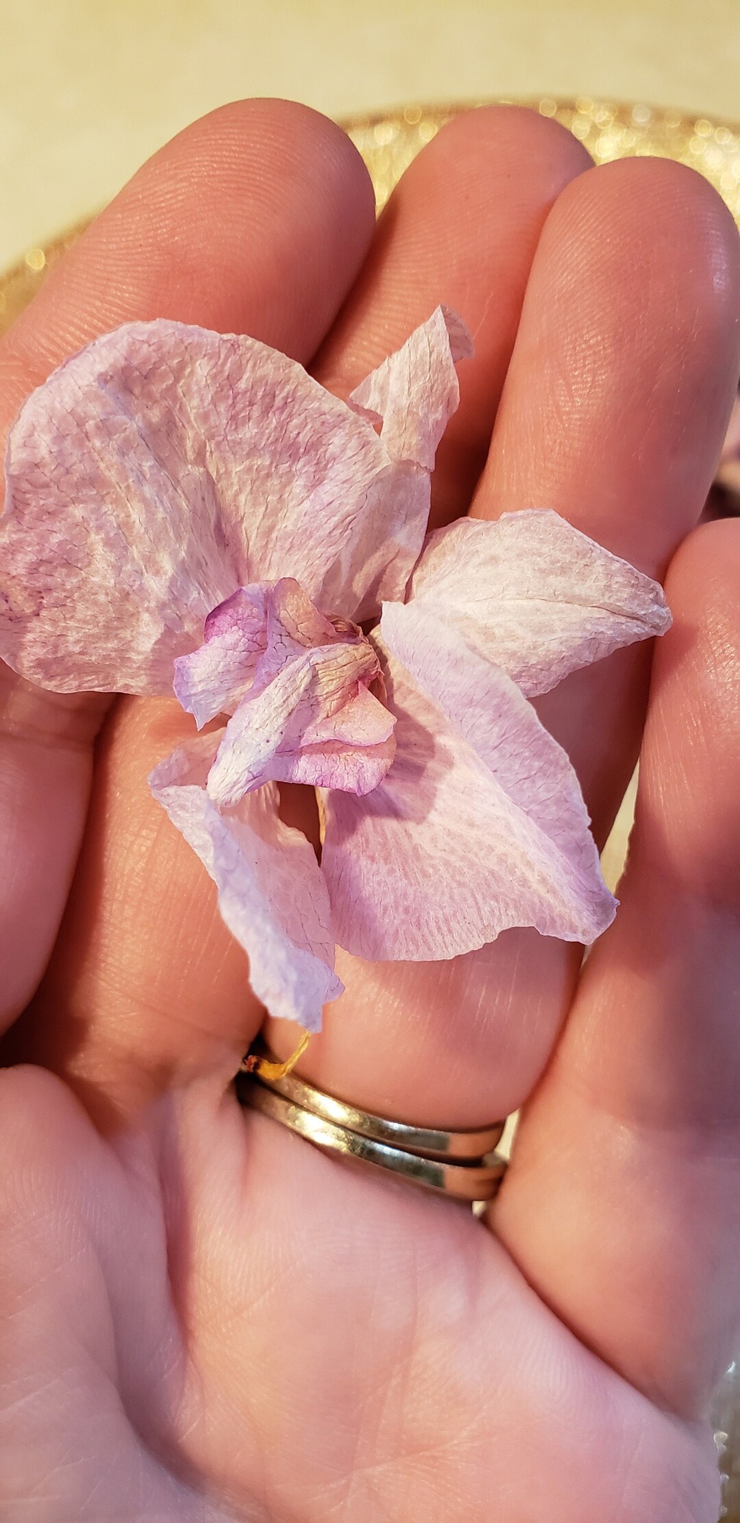 20 Dried Orchid Flowers Mixed Color Orchid Flowers Air Dried Etsy