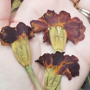 May include: Three dried marigold flowers with brown and orange petals and green stems. The flowers are held in a hand.