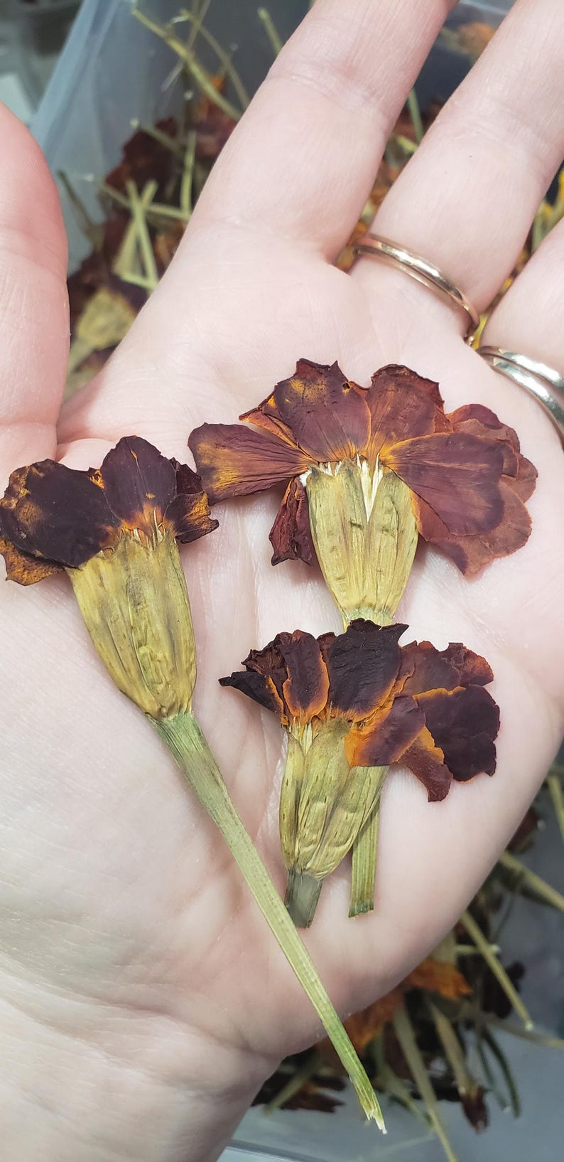 May include: Three dried marigold flowers with brown and orange petals and green stems. The flowers are held in a hand.