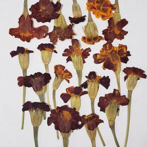 May include: A collection of dried marigold flowers in various shades of orange and brown. The flowers are arranged on a white surface and have long stems.