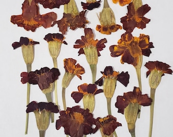Marigold Flowers, Pressed Dried Flowers, Flat Marigold