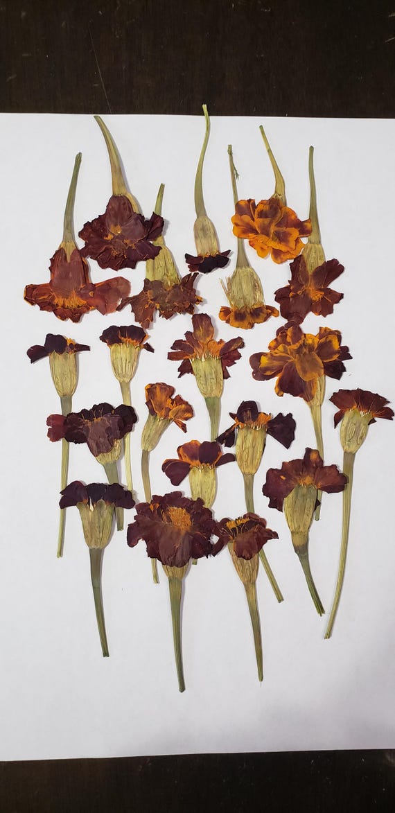 Marigold Flowers, Pressed Dried Flowers, Flat Marigold