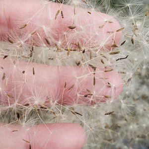 May include: A hand holding a cluster of white dandelion seeds with brown centers. The seeds are delicate and feathery, and they are ready to be blown away by the wind.