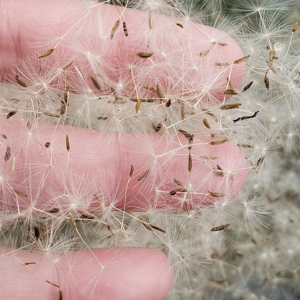 Dandelion seeds, small container of all natural dandelion seeds, real seeds for resin, small seeds for crafts, jewelry making