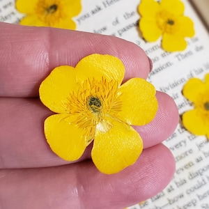 Buttercup Flowers, Pressed Yellow Wild Flowers, 20 Pieces