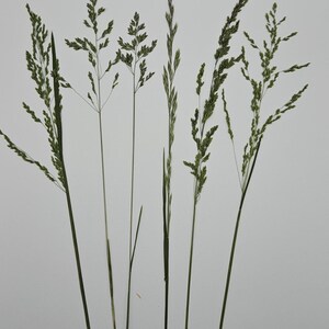 May include: Six individual stalks of green grass arranged vertically. Each stalk features a distinct seed head structure with thin, branching stems and fine, pointed leaves. The plants exhibit varying textures and shades of green, ranging from light to dark, showcasing natural botanical details and slender, elongated forms.