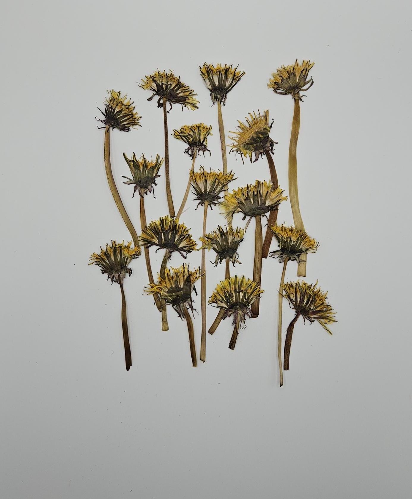 Pressed Dandelion Flowers, 20 Pieces - Etsy